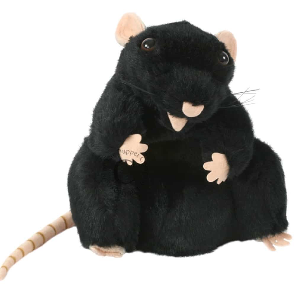 Rat - Black - European Wildlife