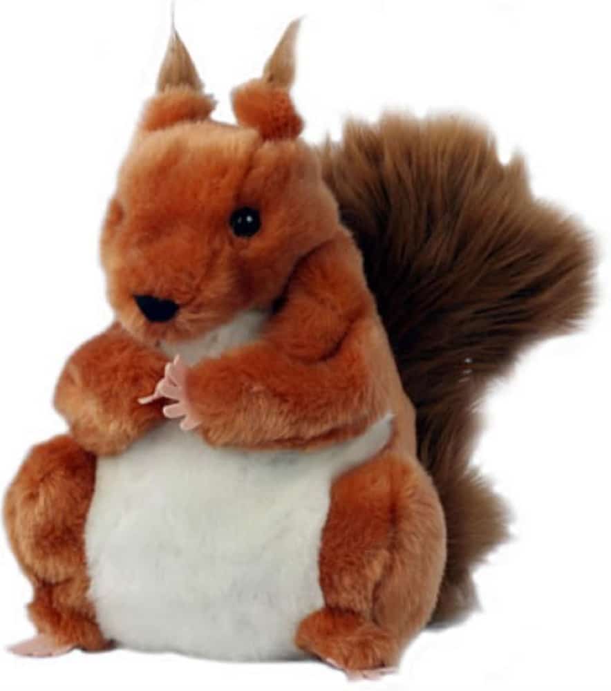 Squirrel - Red- European Wildlife