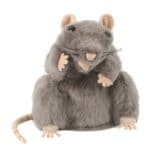 Rat - Grey - European Wildlife