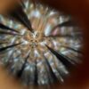 Tocki  Glitterscope - BeechHardwood With Fun-size Glitter Tube - Image 2